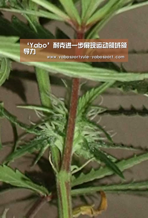 ‘Yabo’耐克进一步展现运动领域领导力(图3)